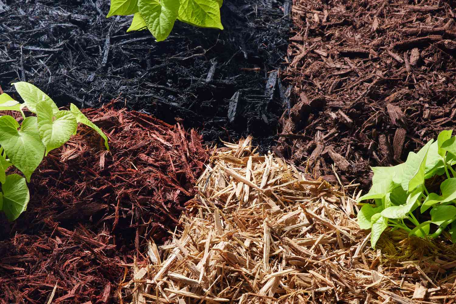 SPR-natural-vs-colored-mulch-2131981-hero-0c965fa9fdaf4517a8c54cfecd22a964